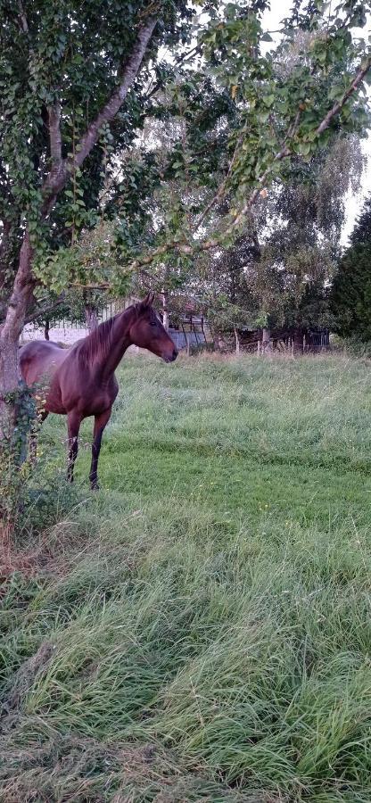 Maison Normande Au Bord De Seine, Le Verger De Pacome Anneville-Ambourville Zewnętrze zdjęcie