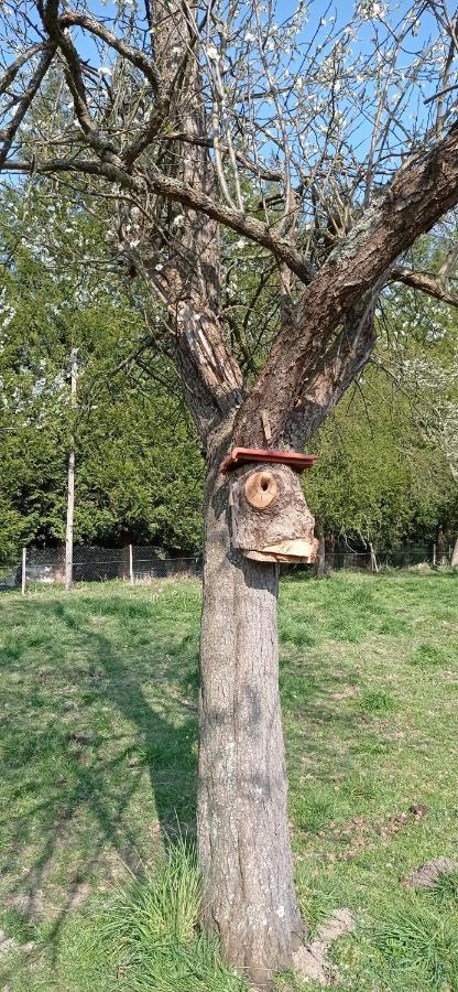 Maison Normande Au Bord De Seine, Le Verger De Pacome Anneville-Ambourville Zewnętrze zdjęcie